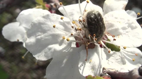 Insect eats flower Stock Footage 5028928