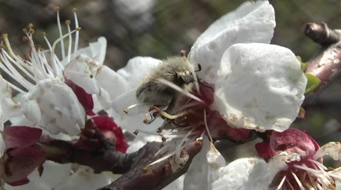 Insect eats flower Video stock 5029526
