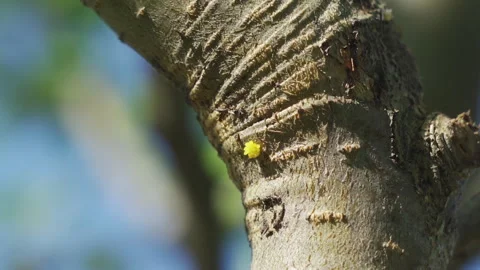 Insect egg laying on the trunk of a pear tree. Stock Footage 253895025