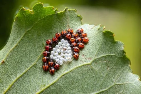 Insect eggs on a leaf 스톡 사진