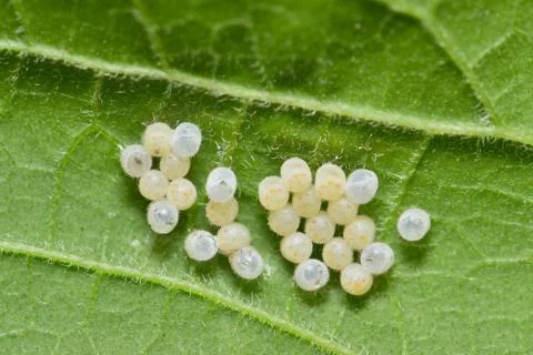 Insect Eggs on a Maple leaf Foto stock