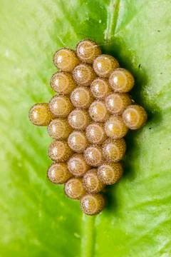 Insect Eggs Stock Photos
