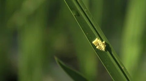 Insect Eggs On Plant Video stock 771127