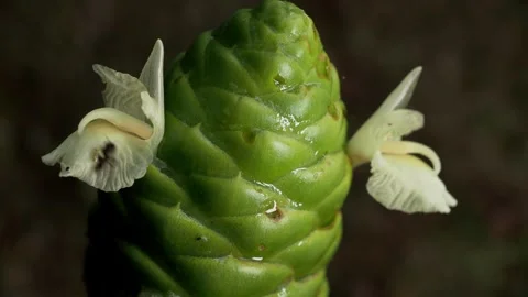 Insect Exploring Blooming Tropical Ginger Flower 库存影片 340538282
