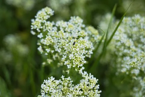 Insect Exploring the Blossom - filled Greenery 1 Stock Photos