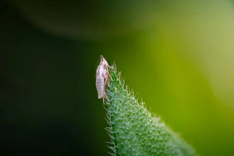 Insect exuvia on a spiny leaf tip Stock Photos