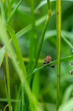 Insect Facing Camera Among Tall Green Grass Stock Photos
