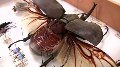 Insect Fair Elephant Beetle ease out side angle LANHM 2010 Stock Footage 47678561