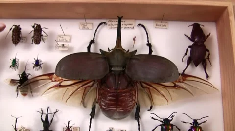 Insect Fair Elephant Beetle ease out LANHM 2010 Stock Footage 47678615