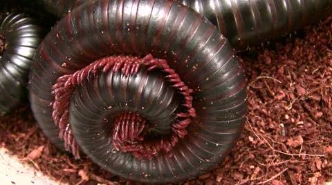 Insect Fair giant millipede coiled with legs wiggling LANHM 2010 Stock Footage 47679997