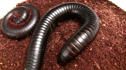 Insect Fair giant millipede in soil ease-out LANHM 2010 Stock Footage 47679980
