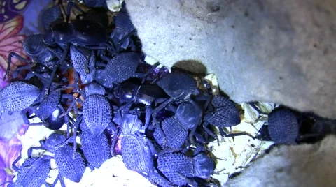 Insect Fair iron-clad beetles closeup LANHM 2010 Video stock 47679860