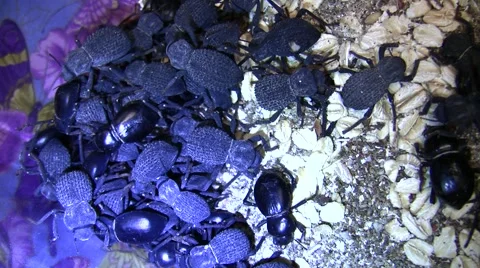 Insect Fair iron-clad beetles closeup LANHM 2010 Video stock 47679930