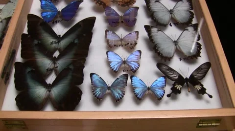 Insect Fair morphos slow pan up LANHM 2010 Video stock 47681686