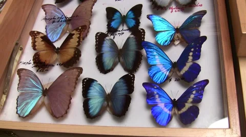 Insect Fair morphos slow pan up LANHM 2010 Video stock 47681719