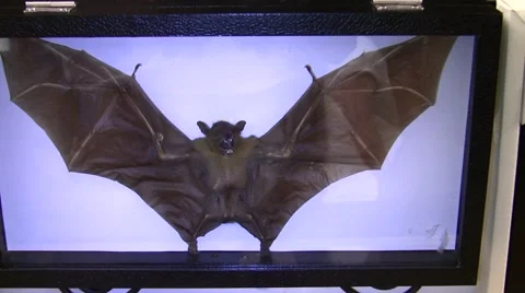 Insect Fair mounted bat fangs ease-in LANHM 2010 Stock Footage 47681746