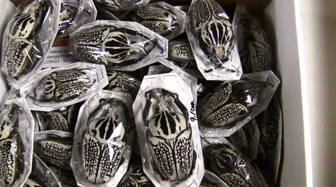 Insect Fair plastic-wrapped beetles LANHM 2010 Video stock 47681730