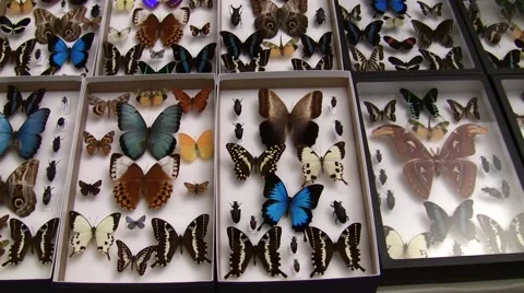Insect Fair tons of butterfly trays slow pan LANHM 2010 Stock Footage