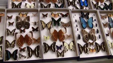 Insect Fair tons of butterfly trays slow pan LANHM 2010 Stock Footage 47681764