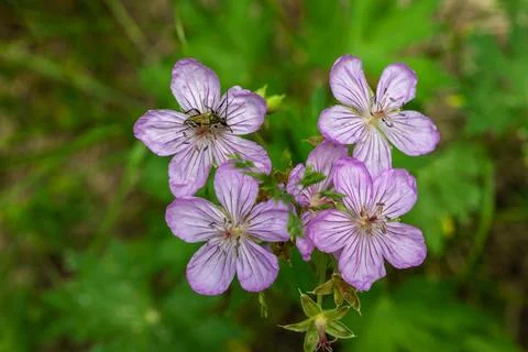 Insect Feasts on Sticky Geranium Blossoms 库存照片