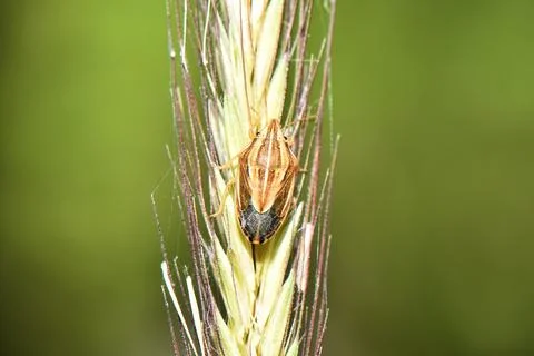Insect Feeding on Developing Grain, Cyprus Foto stock