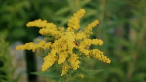 Insect feeding on flowers Video stock 130388935
