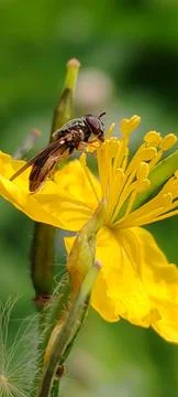 Insect feeding on nectar Stock Photos