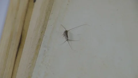 Insect feeding on paper - silverfish Stock Footage 94836443