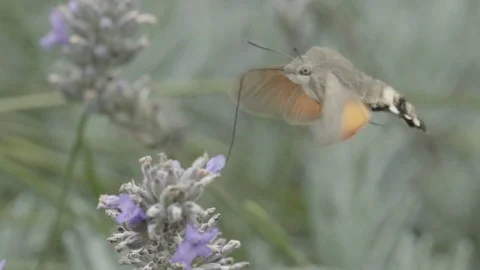 Insect fertilizes a flower Stock Footage