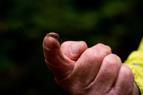 Insect on the finger Photos