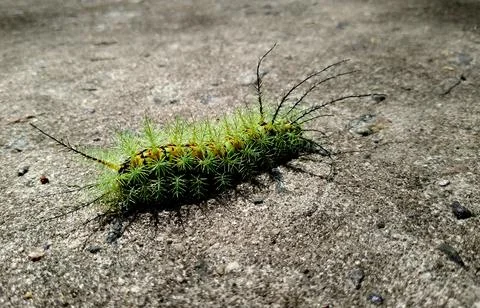 Insect fire caterpillar Stock Photos