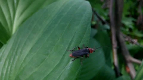 An insect a fireman beetle or a soft-skinned rustic on a plant in macro Stock Footage 252031043