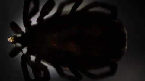 Insect flickering light Stock Footage 54950527