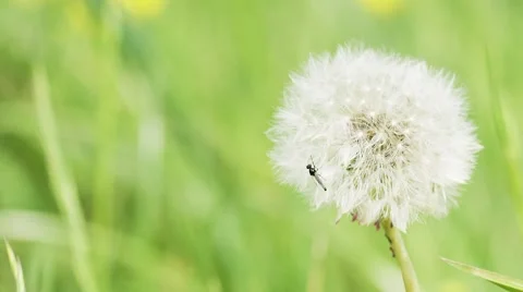 Insect flies from a dandelion, in slow motion  Stock Footage 63043098