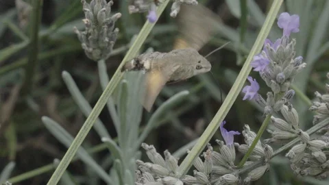 The insect flies Stock Footage 128190989