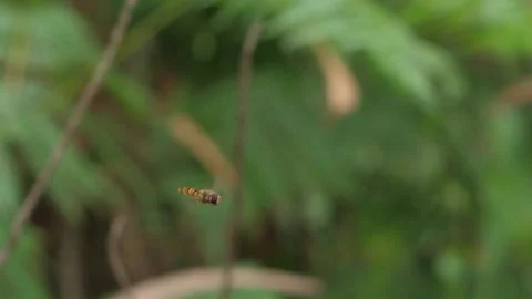 Insect in Flight Stock Footage 135916039