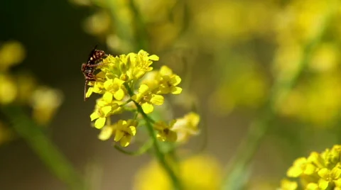 Insect on Flower Stock Footage 693821