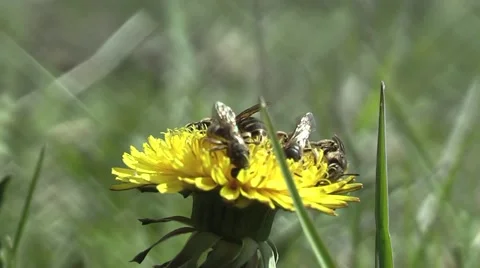 Insect on a flower. Stock Footage 4280717