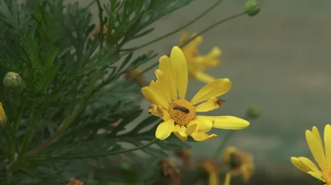 Insect on flower Stock Footage 48041601
