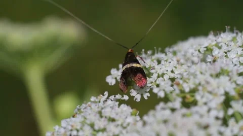 Insect on a flower Stock Footage 53860826