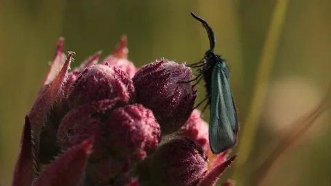 Insect on a flower Stock Footage 77461404