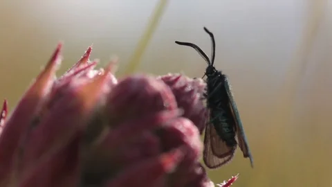 Insect on a flower Stock Footage 77461763