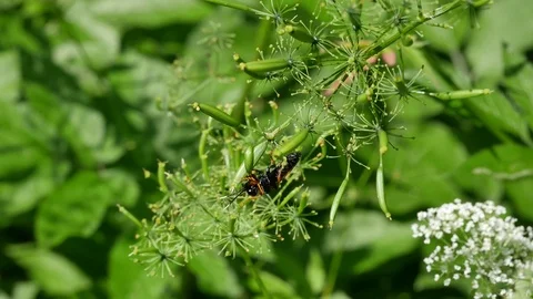 Insect on a flower. 動画素材 116655359