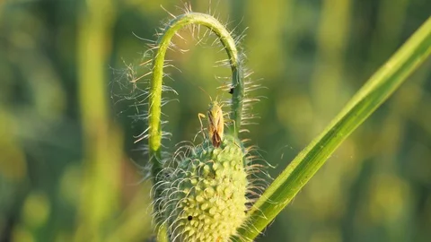 Insect on flower Stock Footage 129725049
