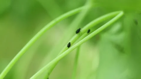 Insect on flower Stock Footage 131848121