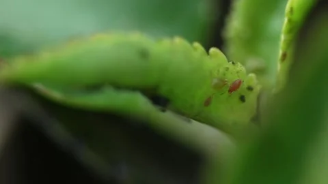 Insect on flower Stock Footage 131848122