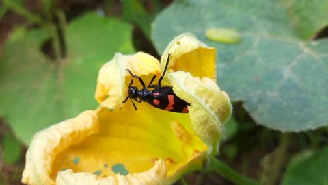 An Insect on a flower Stock Footage 148959727