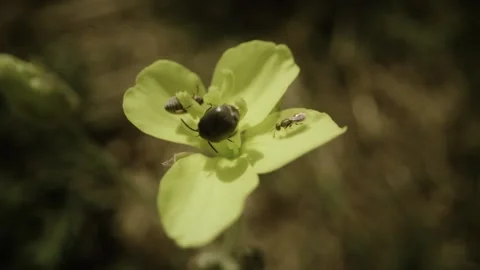 Insect on the flower Stock-Footage 230106764