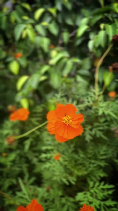Insect on the Flower Stock Footage 276830201