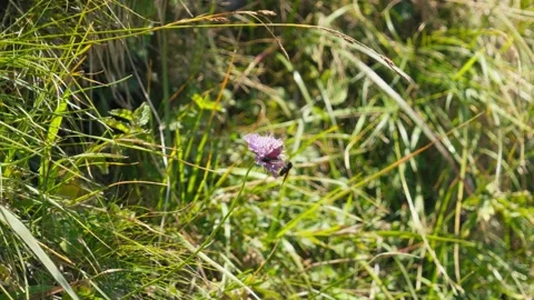 Insect on a flower Stock Footage 318792738